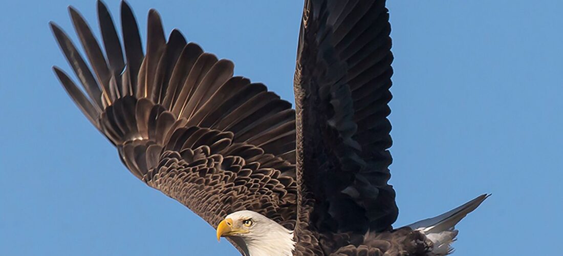 The eagle has lifted! Welcome aboard The Forum