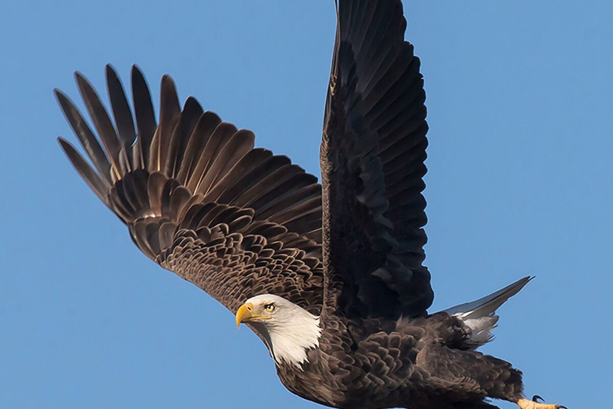 The eagle has lifted! Welcome aboard The Forum