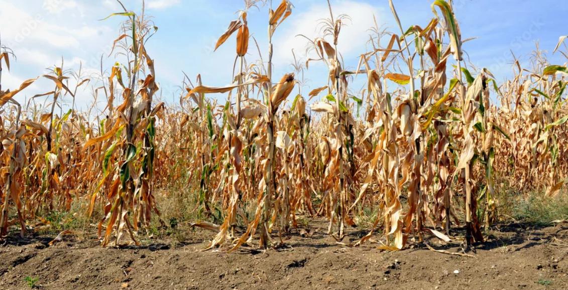 4 million Malawians face hunger, experts urge diet diversification