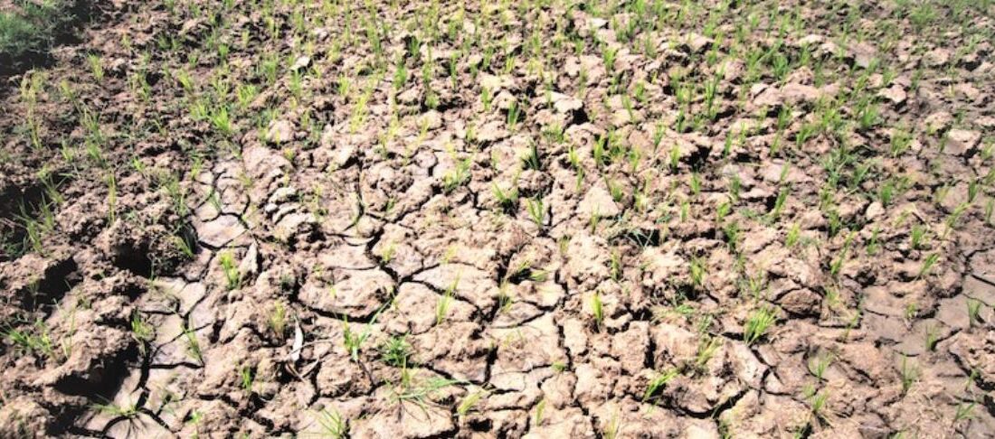 Mutharika declares disaster in 11 districts as Malawi hunger deepens