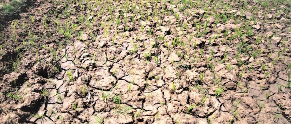 Mutharika declares disaster in 11 districts as Malawi hunger deepens