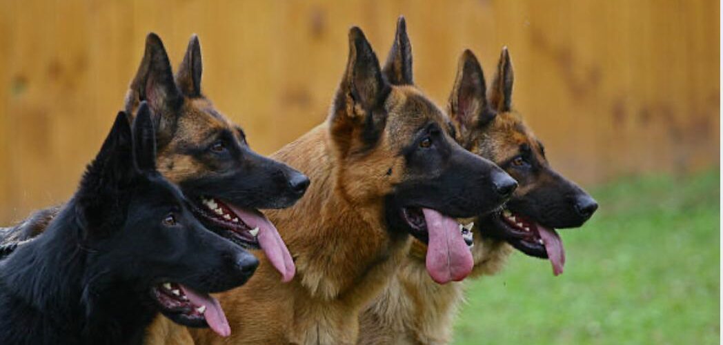 False alarm: MPs abandon Parliament as rumours swirl of Chakwera’s arrest