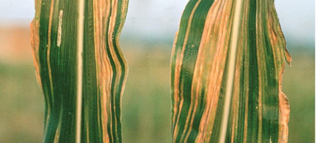 Downy Mildew outbreak puts Malawi’s maize harvest at risk, farmers warned