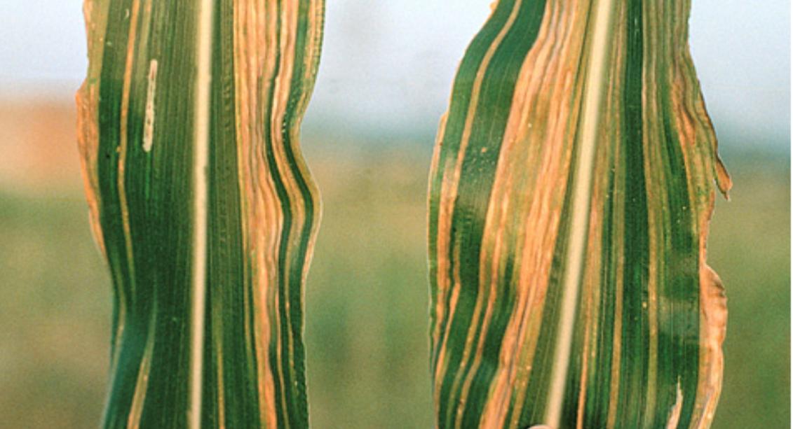 Downy Mildew outbreak puts Malawi’s maize harvest at risk, farmers warned