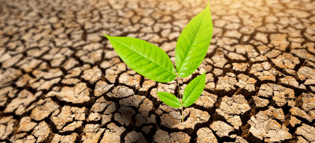 Malawi must integrate climate action in economic recovery, says CISONECC