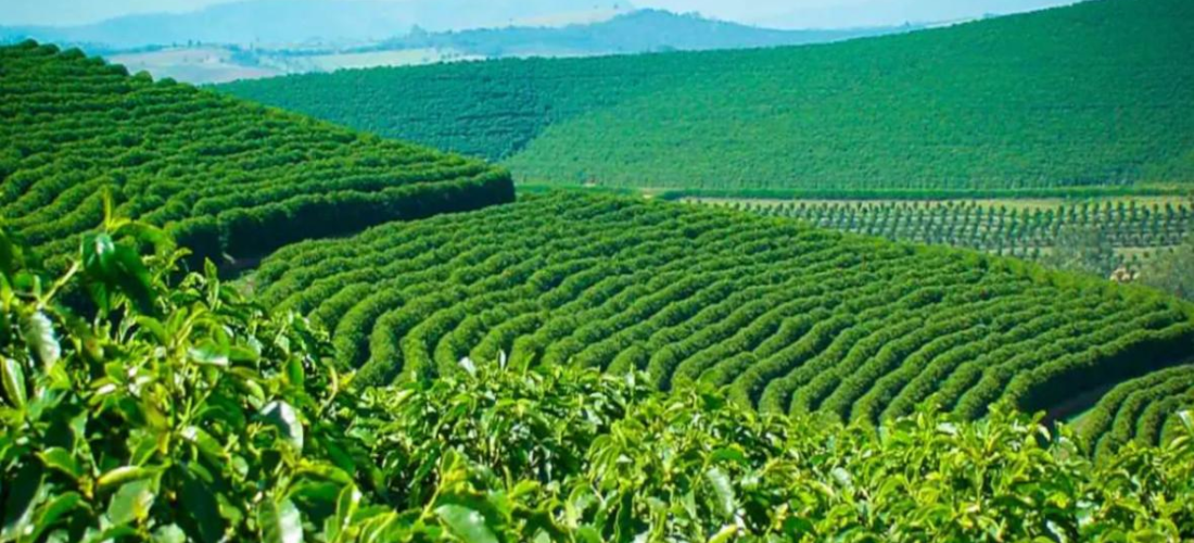 Malawi Mega Farms: Central Region gets 78% of inputs as loan defaults rise