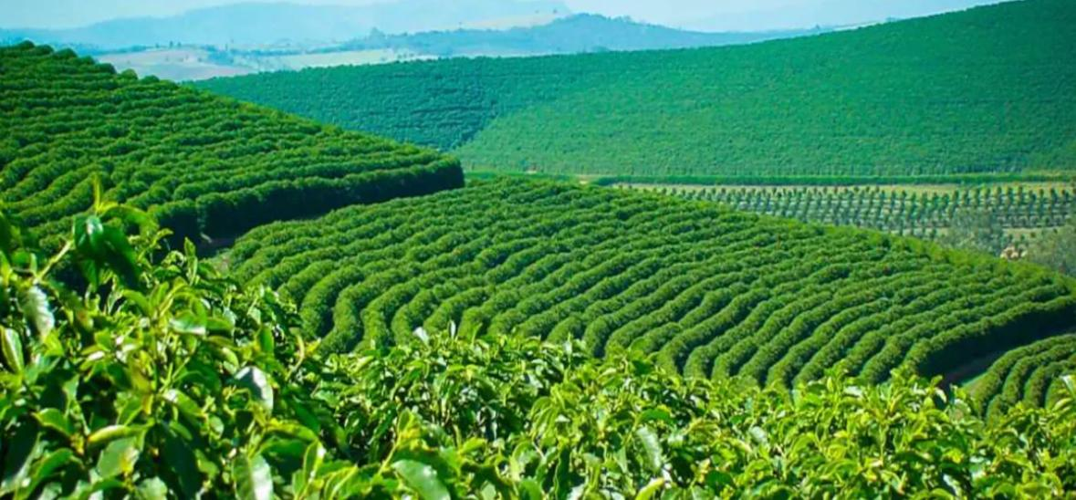 Malawi Mega Farms: Central Region gets 78% of inputs as loan defaults rise