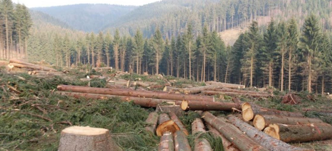 Forest Act Amendment 2025 expands enforcement powers, raises penalties