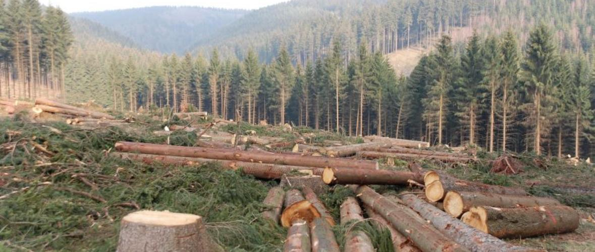 Forest Act Amendment 2025 expands enforcement powers, raises penalties
