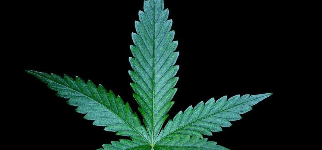 Green gold, missed opportunity: What Malawi must learn from global cannabis giants