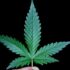 Image of Malawi Gold cannabis representing Green gold missed opportunity What Malawi must learn from global cannabis giants and economic potential