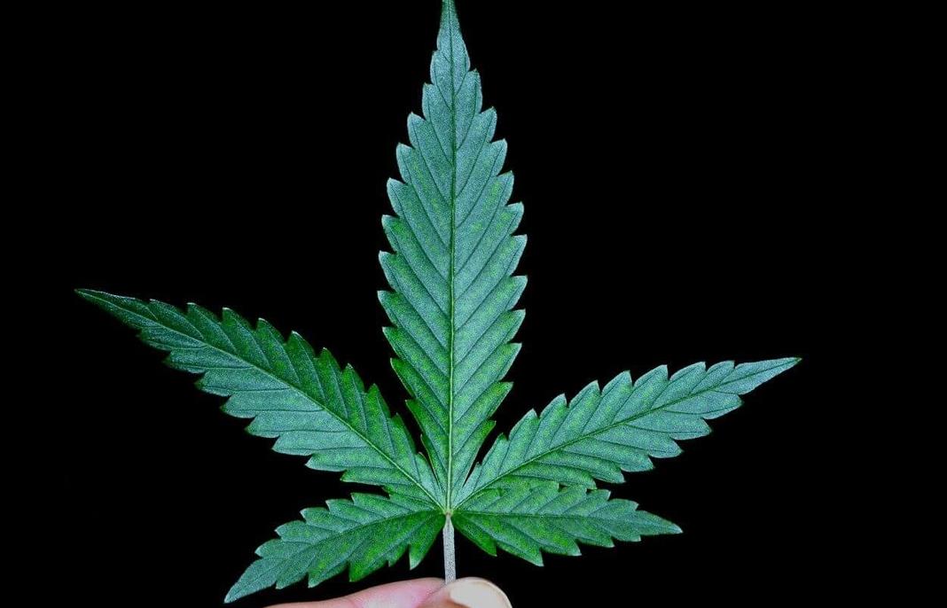 Green gold, missed opportunity: What Malawi must learn from global cannabis giants