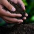 Malawi’s dirty soil problem and the organic fix through sustainable farming