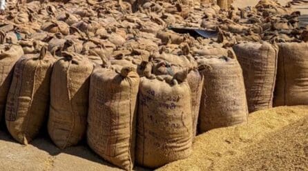 Tobacco glut returns: Malawi’s price fixing push risks deepening a predictable crisis